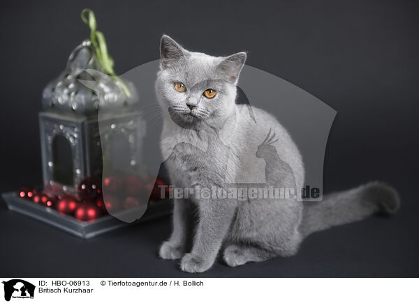 Britisch Kurzhaar / British Shorthair / HBO-06913