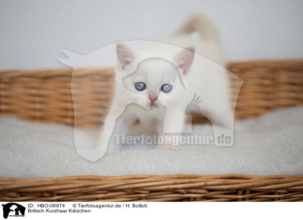 Britisch Kurzhaar Ktzchen / British Shorthair kitten / HBO-06974