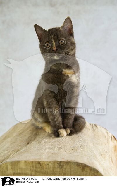 Britisch Kurzhaar / British Shorthair / HBO-07087