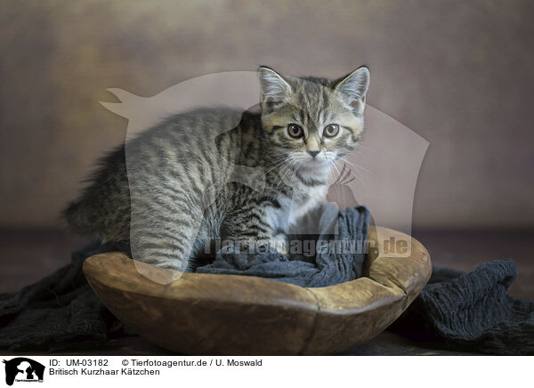 Britisch Kurzhaar Ktzchen / British shorthair kitten / UM-03182