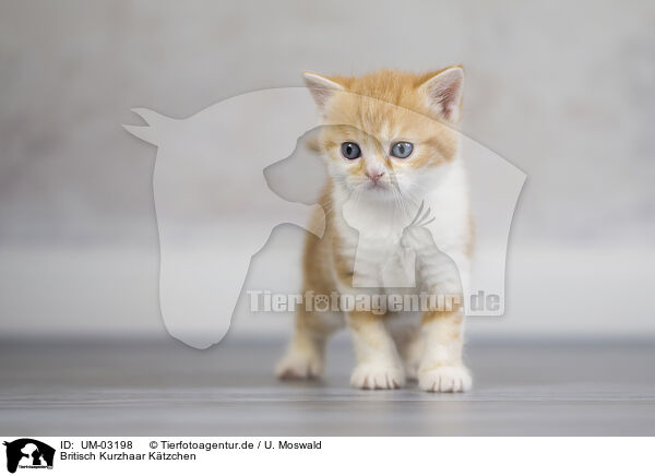 Britisch Kurzhaar Ktzchen / British shorthair kitten / UM-03198