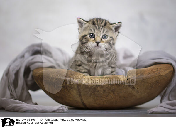 Britisch Kurzhaar Ktzchen / British shorthair kitten / UM-03205