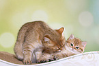 Britisch Kurzhaar Katze mit Ktzchen