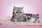 liegende junge Britisch Kurzhaar Katze