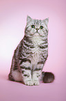 sitzende junge Britisch Kurzhaar Katze