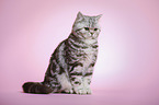 sitzende junge Britisch Kurzhaar Katze