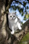 Britisch Kurzhaar auf einem Baum