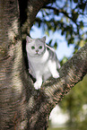 Britisch Kurzhaar auf einem Baum