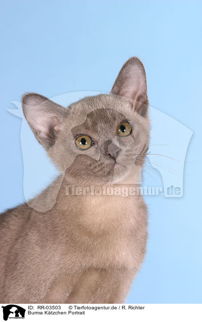 Burma Ktzchen Portrait / burma kitty portrait / RR-03503
