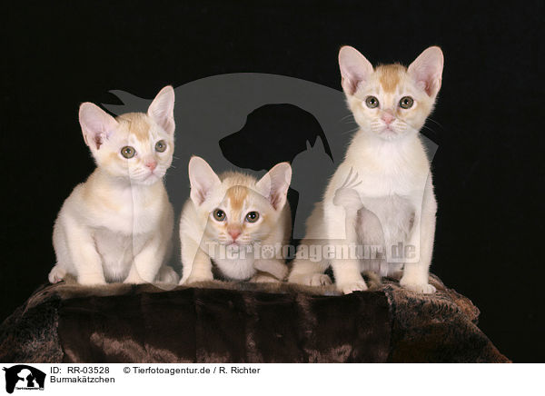 Burmaktzchen / burma kitten / RR-03528