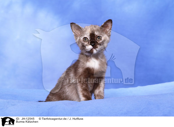 Burma Ktzchen / Burmese kitten / JH-12545