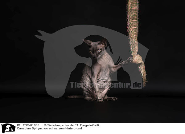 Canadian Sphynx vor schwarzem Hintergrund / TDG-01063