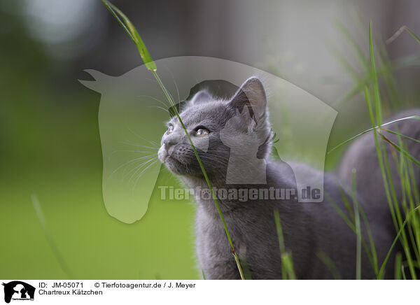 Chartreux Ktzchen / Chartreux kitten / JM-05071