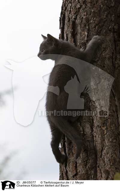 Chartreux Ktzchen klettert auf Baum / Chartreux kitten climbing tree / JM-05077
