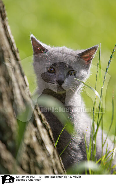 sitzende Chartreux / sitting Chartreux / JM-05103