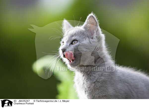 Chartreux Portrait / JM-05247