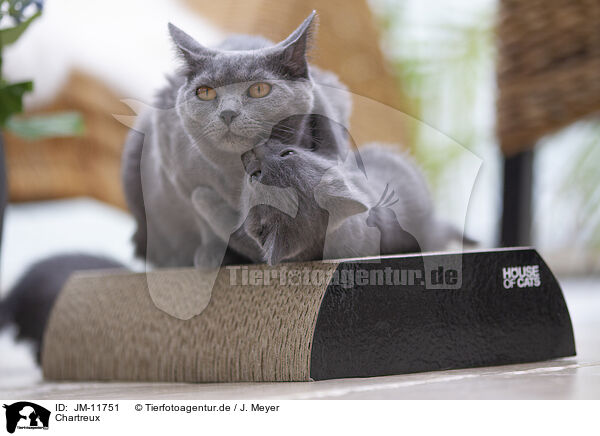 Chartreux / Chartreux / JM-11751