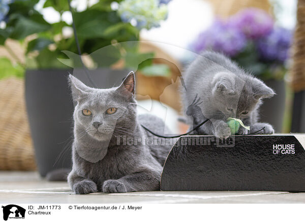 Chartreux / JM-11773