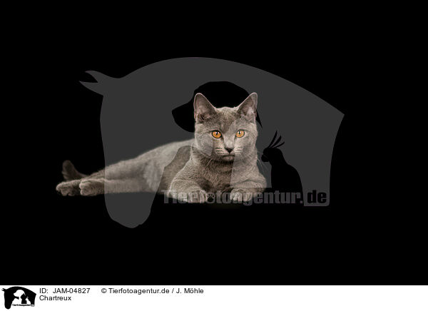 Chartreux / Chartreux / JAM-04827