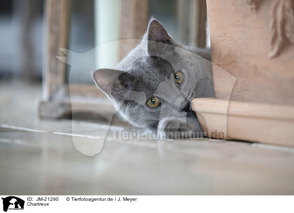 Chartreux / Chartreux / JM-21290