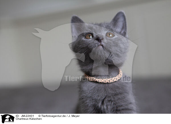 Chartreux Ktzchen / Chartreux kitten / JM-22401