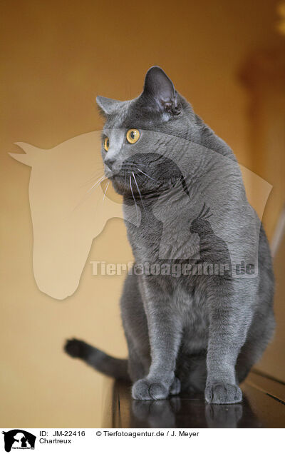 Chartreux / Chartreux / JM-22416