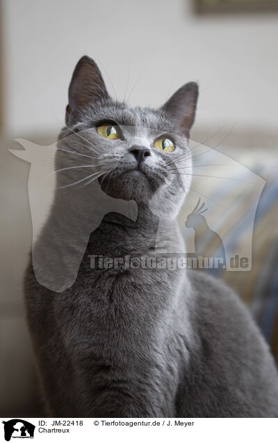 Chartreux / Chartreux / JM-22418