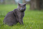 sitzende Chartreux