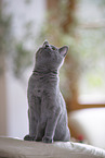 Chartreux