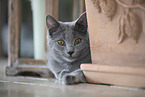 Chartreux