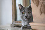 Chartreux