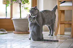 Chartreux