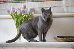 Chartreux