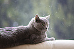 Chartreux