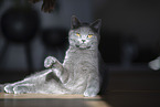 Chartreux