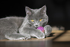 Chartreux