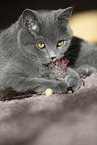 Chartreux