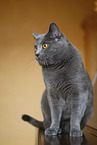 Chartreux