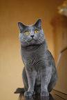 Chartreux