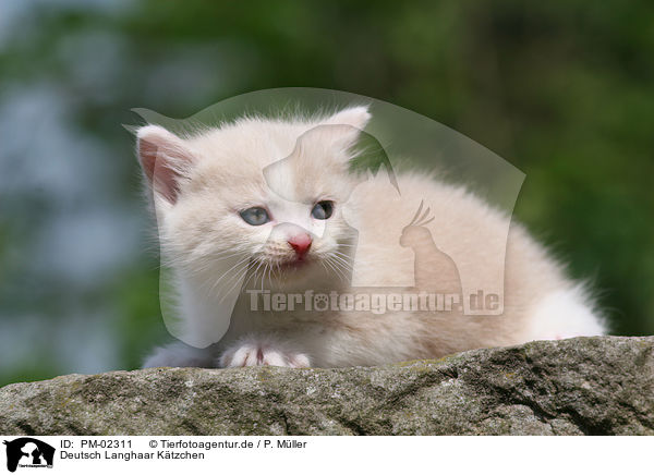 Deutsch Langhaar Ktzchen / German Longhair kitten / PM-02311