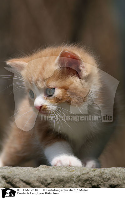 Deutsch Langhaar Ktzchen / German Longhair kitten / PM-02316