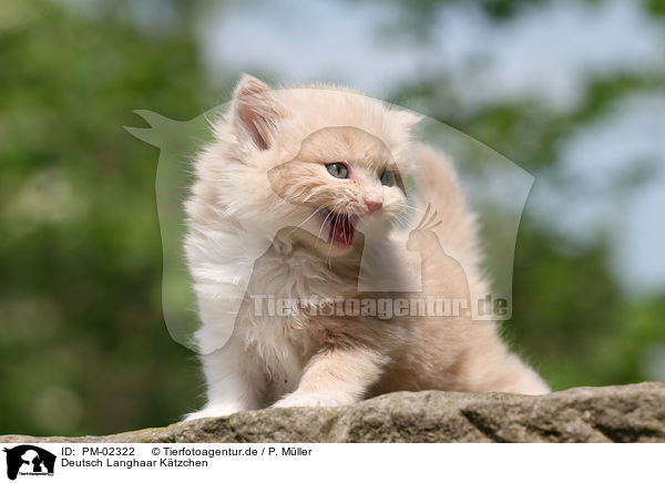 Deutsch Langhaar Ktzchen / German Longhair kitten / PM-02322