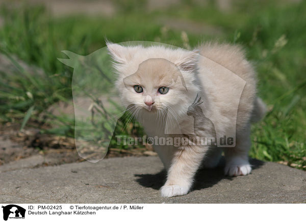 Deutsch Langhaar Ktzchen / German Longhair Kitten / PM-02425