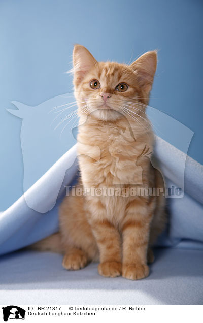 Deutsch Langhaar Ktzchen / German Longhair kitten / RR-21817