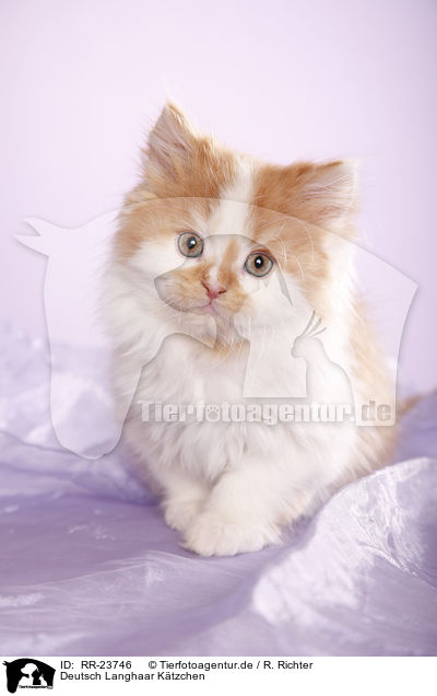 Deutsch Langhaar Ktzchen / German Longhair kitten / RR-23746