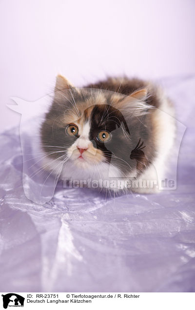 Deutsch Langhaar Ktzchen / German Longhair kitten / RR-23751