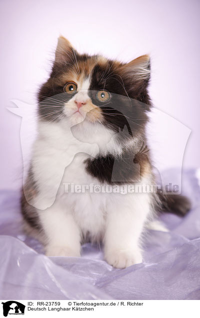 Deutsch Langhaar Ktzchen / German Longhair kitten / RR-23759