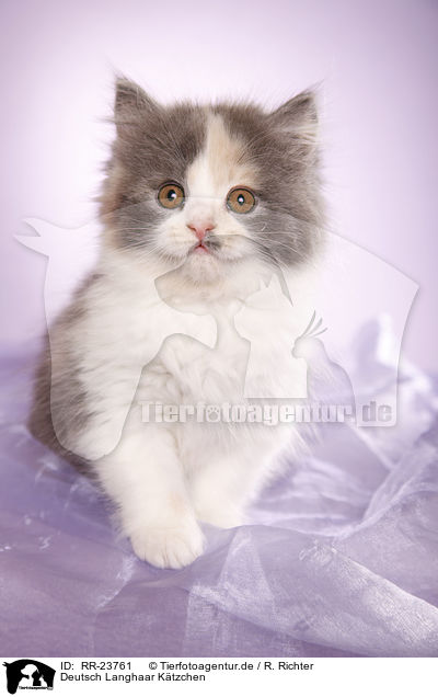 Deutsch Langhaar Ktzchen / German Longhair kitten / RR-23761