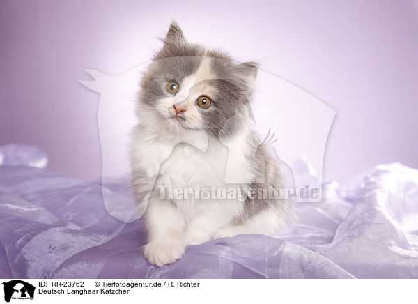 Deutsch Langhaar Ktzchen / German Longhair kitten / RR-23762