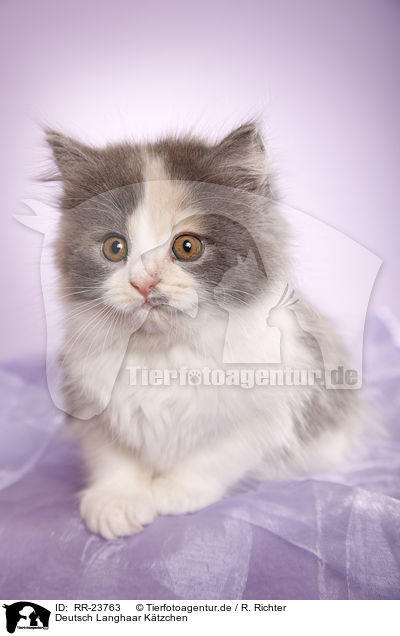 Deutsch Langhaar Ktzchen / German Longhair kitten / RR-23763